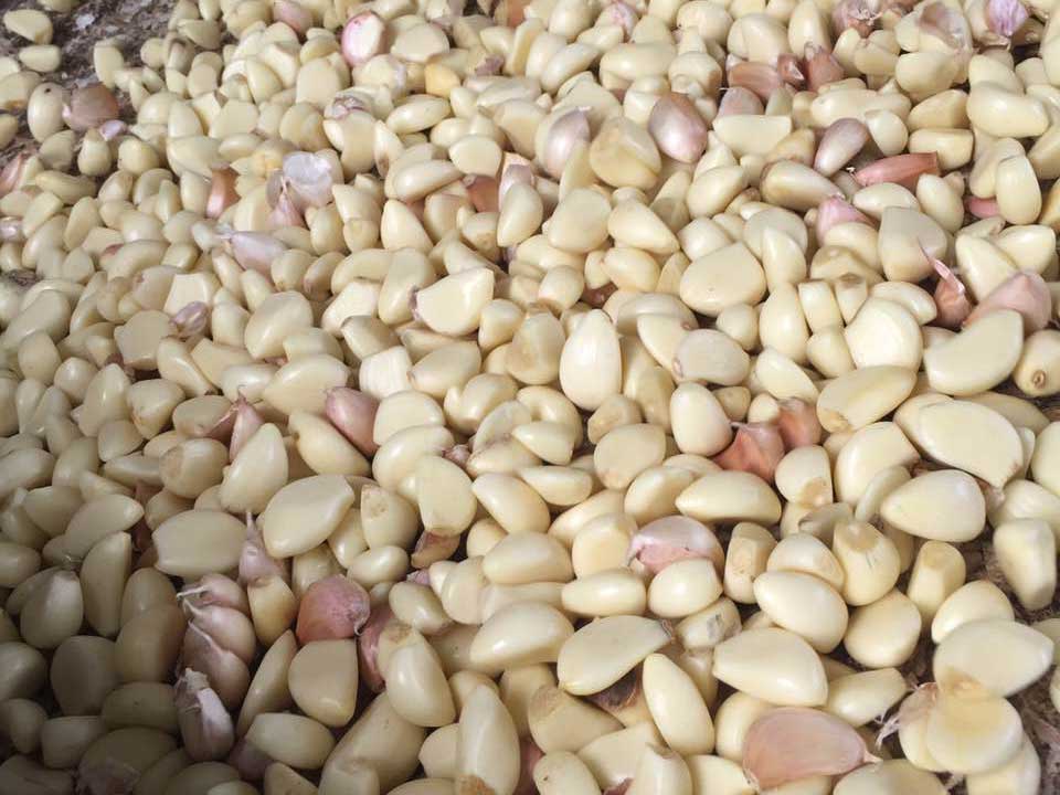 色選機|食品|再生料|礦石|履帶色選機 色選機|食品|再生料|礦石|履帶色選機