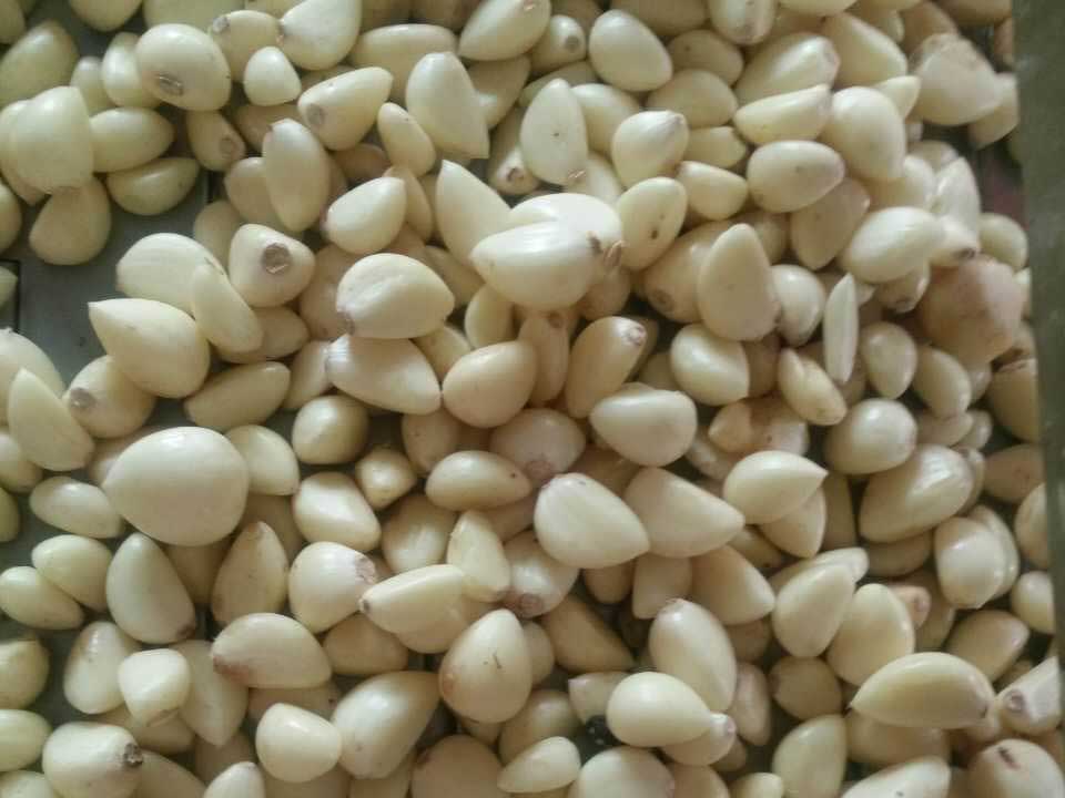 色選機|食品|再生料|礦石|履帶色選機 色選機|食品|再生料|礦石|履帶色選機