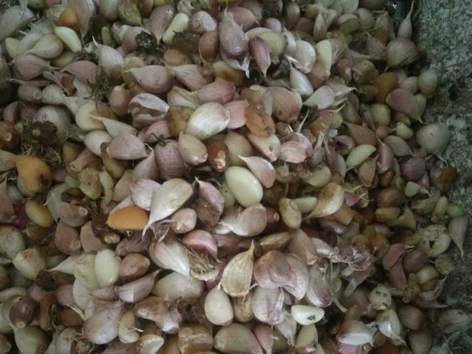 色選機|食品|再生料|礦石|履帶色選機 色選機|食品|再生料|礦石|履帶色選機