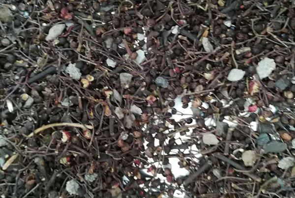 色選機|食品|再生料|礦石|履帶色選機 色選機|食品|再生料|礦石|履帶色選機