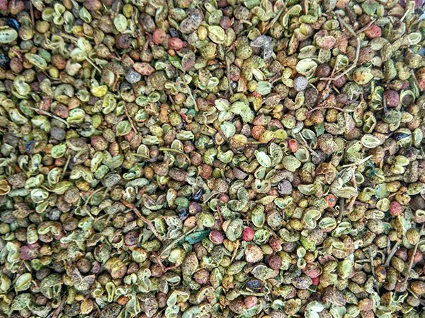 色選機|食品|再生料|礦石|履帶色選機 色選機|食品|再生料|礦石|履帶色選機