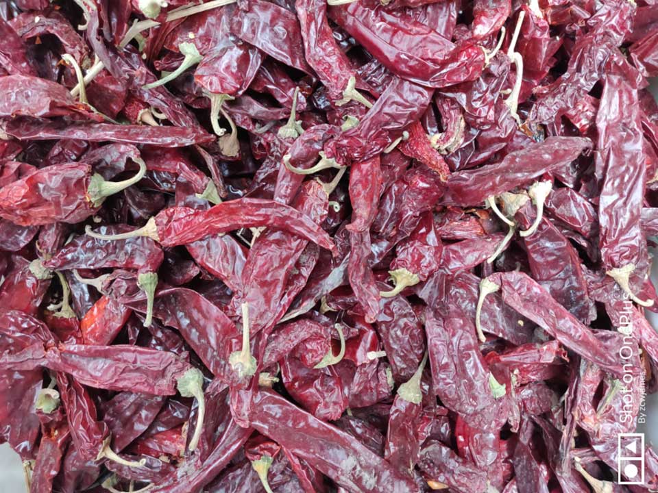 色選機|食品|再生料|礦石|履帶色選機