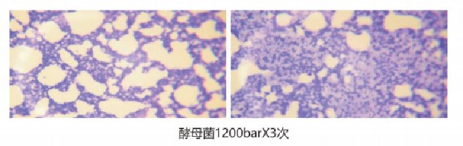 162634_810536_procont.png 酵母菌.png